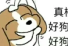 有点羡慕舔狗,不敢靠近的只能叫瞭望狗-肆欢